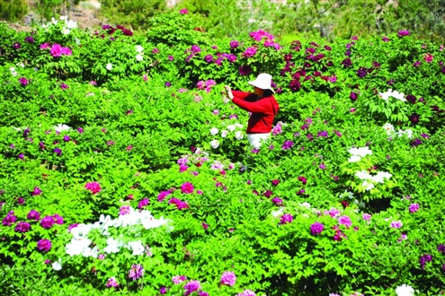空气中氤氲着阵阵幽香,不少游客赶来打卡